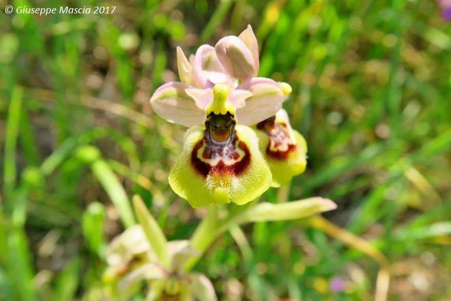 Ophrys tardans in prov. di Taranto